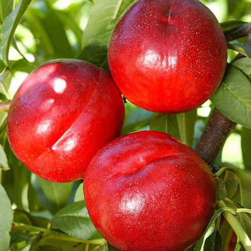 Саженцы колоновидного нектарина на штамбе Мистер Перси (привитый) - 2-летний Черновцы - изображение 1