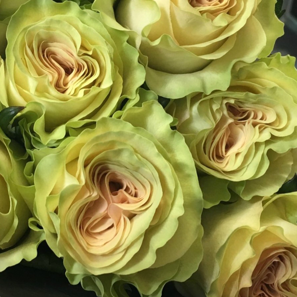 Саджанці чайно-гібридних троянд Динамік (привитий) Чернівці - фото 2