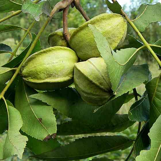 Саджанці пекана Caddo (Кадо) - 2-річний Чернівці