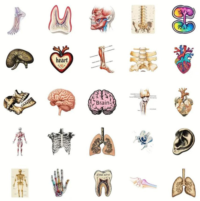 Медицинские анатомические наклейки 