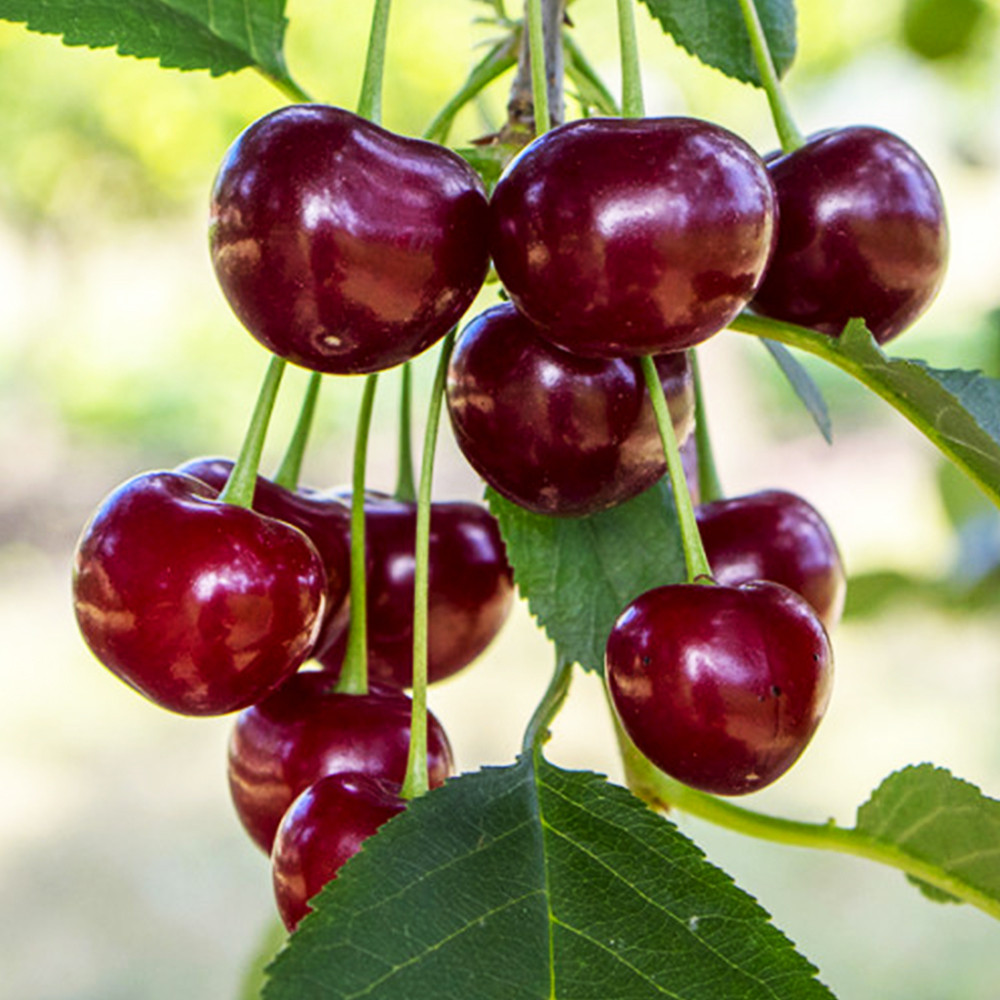 Саджанці вишні Ерді Великоплідна (привитий) - 1-річний Чернівці - фото 1