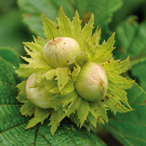 Саджанці фундука Обільний (відводок) - 4-річний Чернівці - фото 1