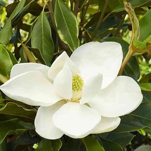Саженцы магнолии Грандифлора (черенкованный) - 2-летний Черновцы