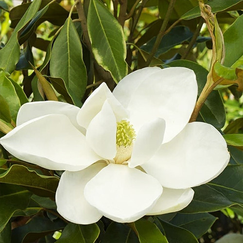 Саженцы магнолии Грандифлора (черенкованный) - 2-летний Черновцы - изображение 1