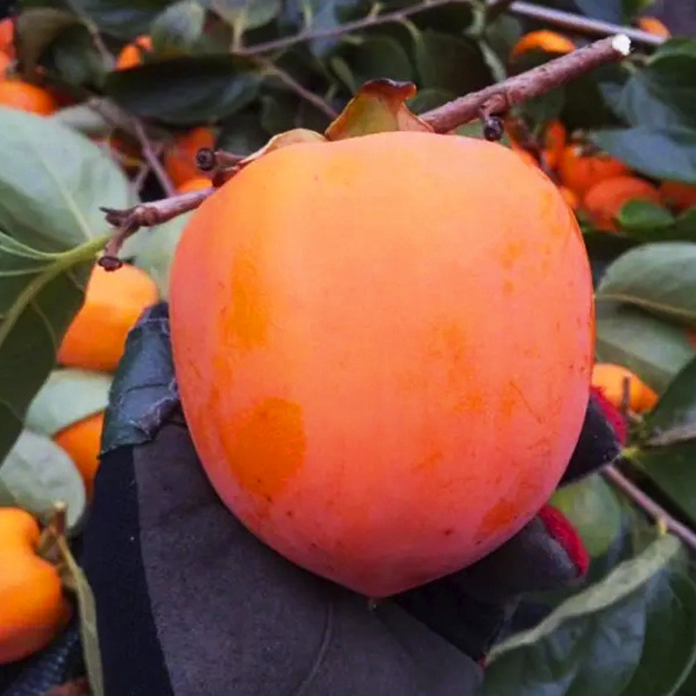 Саджанці хурми Українка (привитий) - 3-річний Чернівці - фото 1