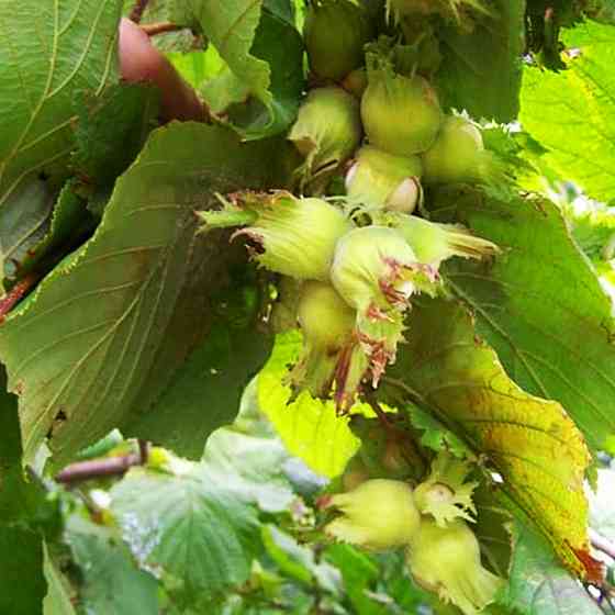 Саженцы фундука Боровский - 2-летний Черновцы