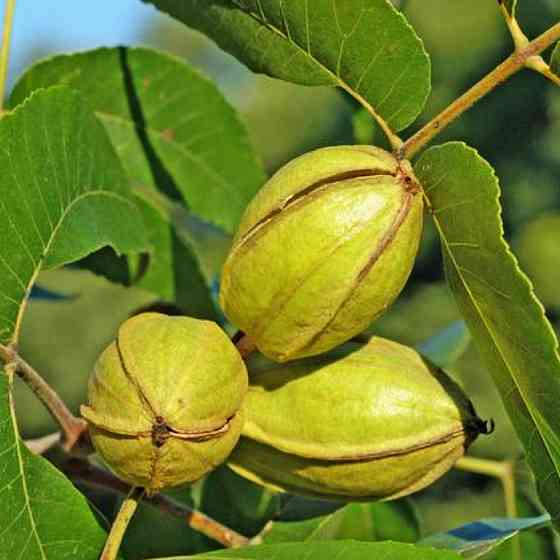 Саженцы пекана Indiana (Индиана) - 3-летний Черновцы