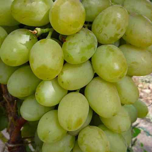 Саженцы винограда Княгиня Ольга (черенкованный) - 1-летний Черновцы