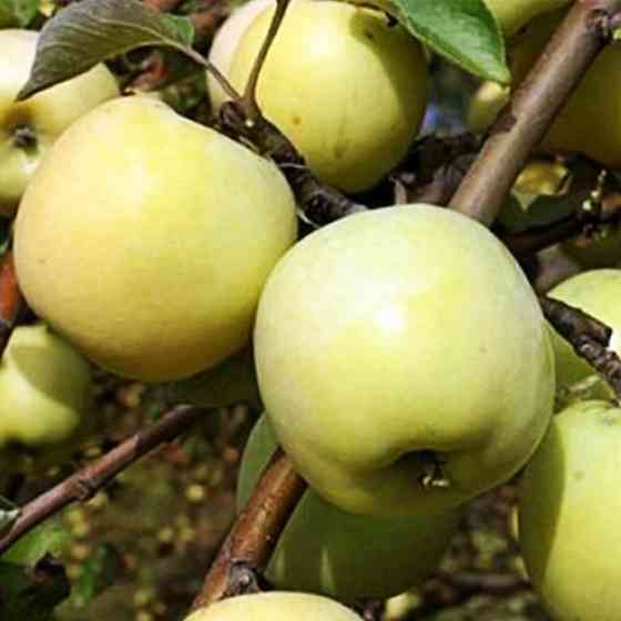 Саджанці яблуні Антонівка (привитий) - 2-річний Чернівці