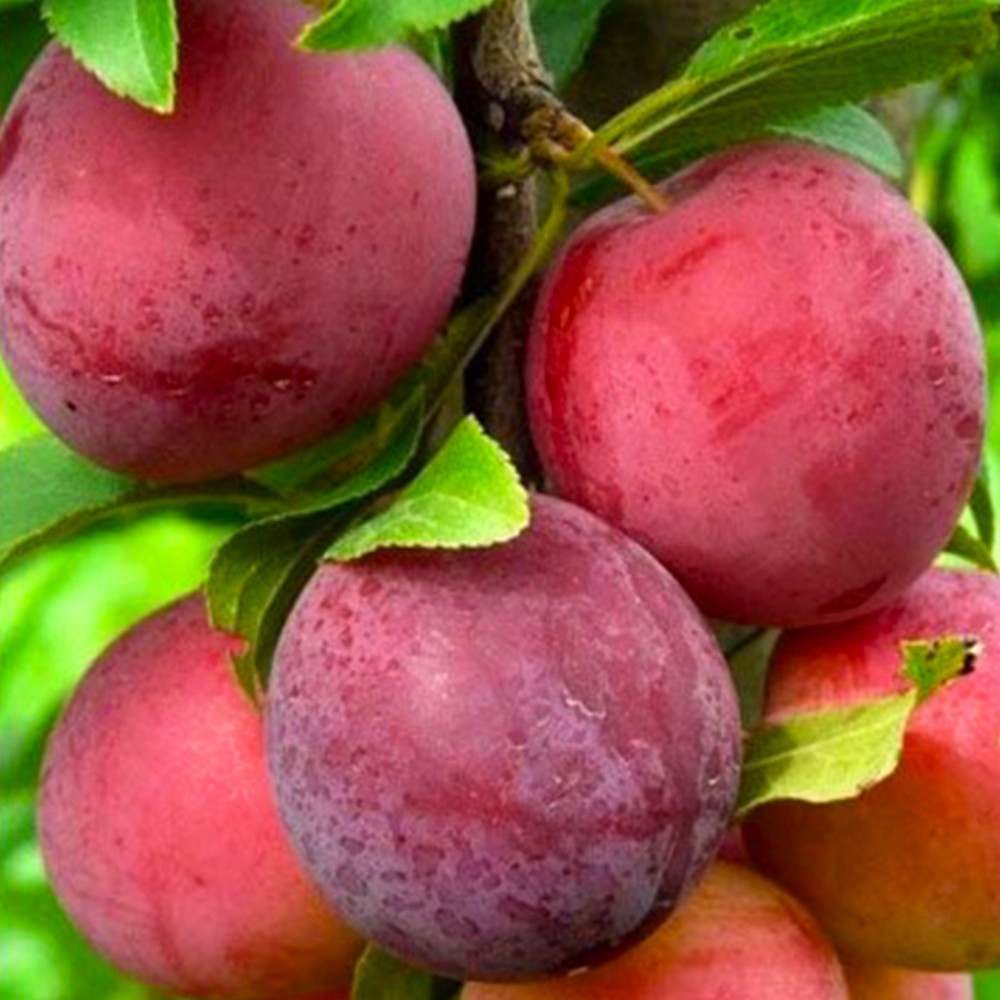 Саженцы диплоидной сливы Ред Харт (привитый) - 2-летний Черновцы - изображение 1