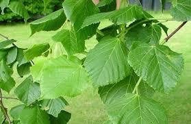 Листя липи (Лист липы) 100г master sem Киев - изображение 1