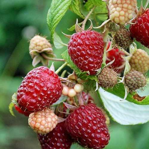 Саженцы малины Красная Королева (черенкованный) - 1-летний Черновцы - изображение 1