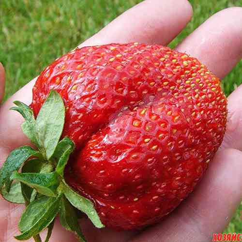 Саджанці полуниці Гігант Джорнея (10 штук) - 1-річний Чернівці