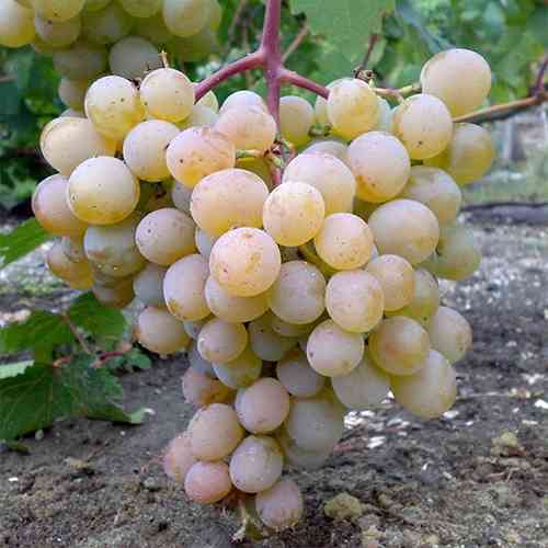 Cаджанці винограду Мускат Голодриги (черенкований) - 1-річний Чернівці