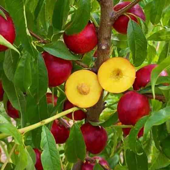 Саженцы нектарина Экстрим Мей (привитый) - 1-летний Черновцы