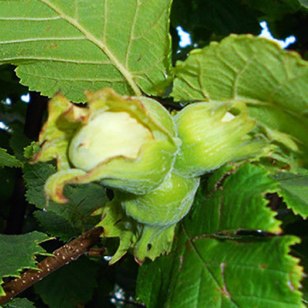 Саженцы фундука Ноттингемский (отводок) - 4-летний Черновцы - изображение 1