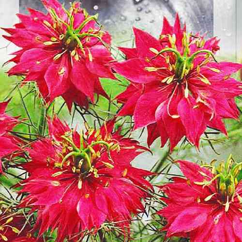 Саджанці троянд Нігела (привитий) - 2-річний Чернівці