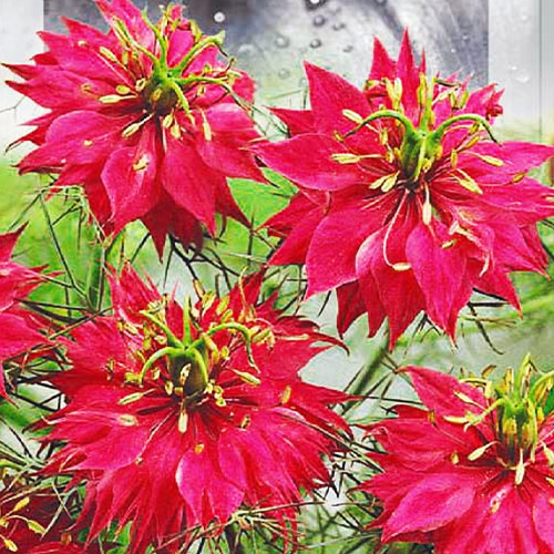 Саджанці троянд Нігела (привитий) - 2-річний Чернівці - фото 1