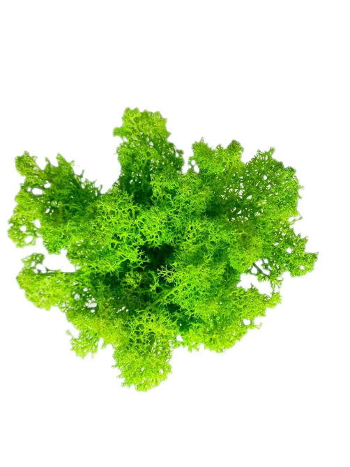 Кашпо горшочек со стабилизированным мхом Грут Groot G1 Винница - изображение 6