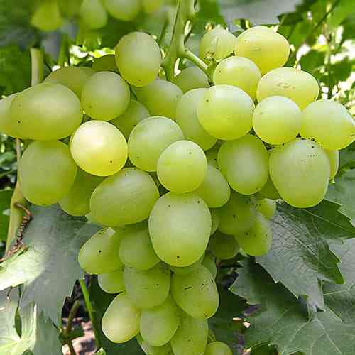 Саженцы винограда Супер Экстра (черенкованный) - 1-летний Черновцы