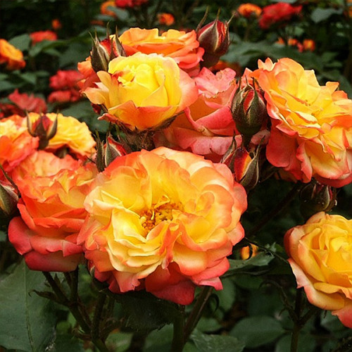 Саджанці троянд Румба (привитий) - 2-річний Чернівці - фото 1