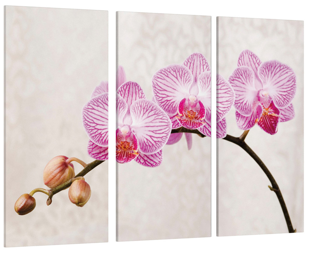 Модульна картина Квіти Орхідея Art-138_XXL Київ - фото 1