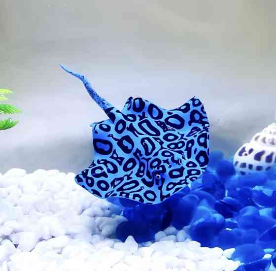 Скат искусственный для аквариума силиконовый люминесцентный светящийся декор в аквариум 16 на 9 см синий Киев