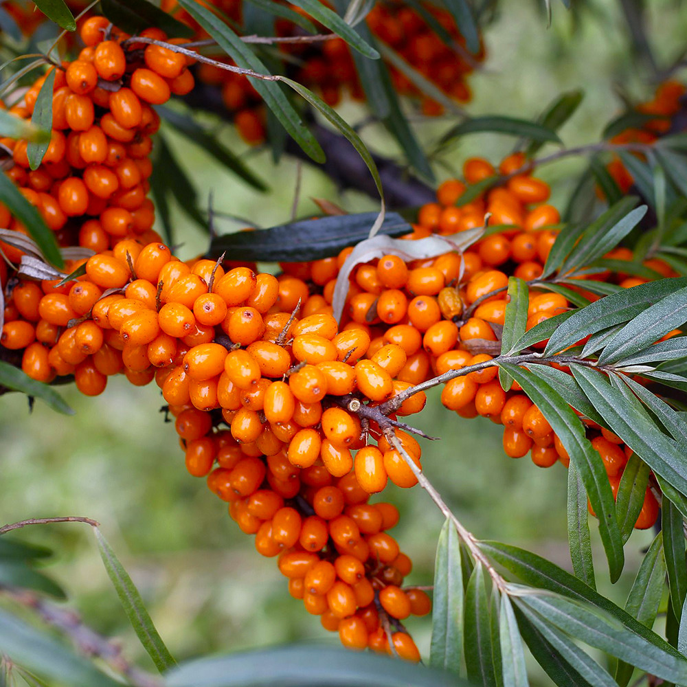 Саджанці обліпихи Адам+Августина (пара) Чернівці - фото 2