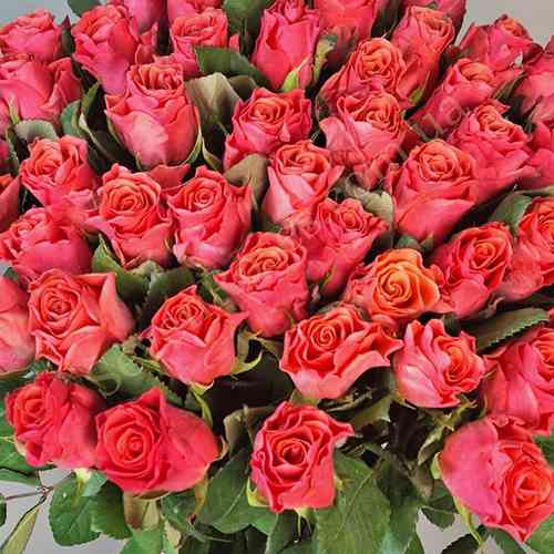 Саженцы роз Пинк Такази (привитый) - 2-летний Черновцы