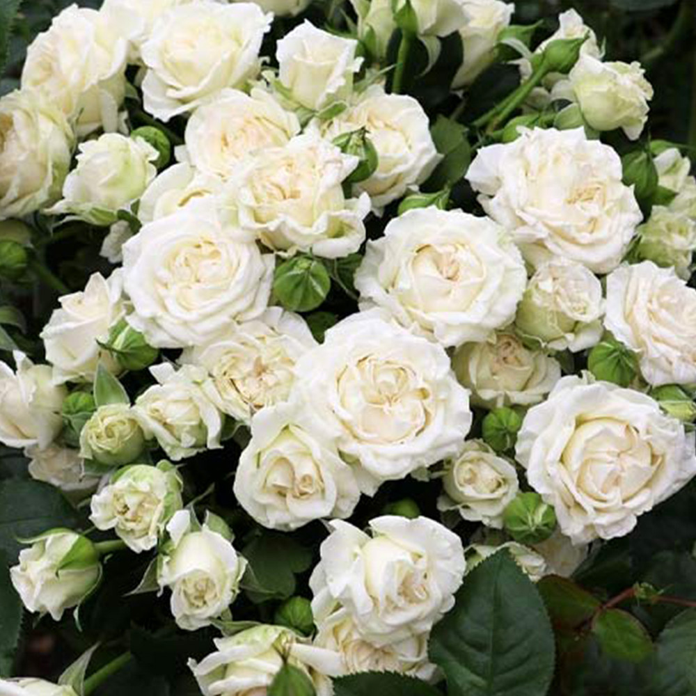 Саджанці троянд на штамбі Вайт Леді (привитий) Чернівці - фото 3