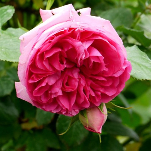 Саженцы роз Цикламен Пьер Де Ронсар (привитый) - 2-летний Черновцы - изображение 1