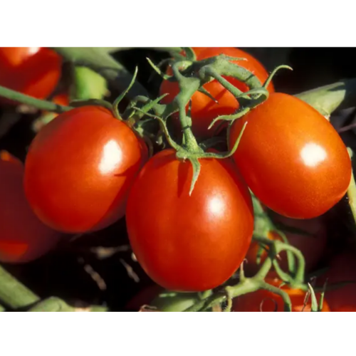 Томат Де-барао червоний 0,2гр Смачний Житомир