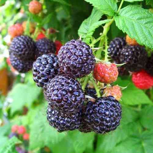 Саженцы малины Бристоль (черенкованный) - 1-летний Черновцы