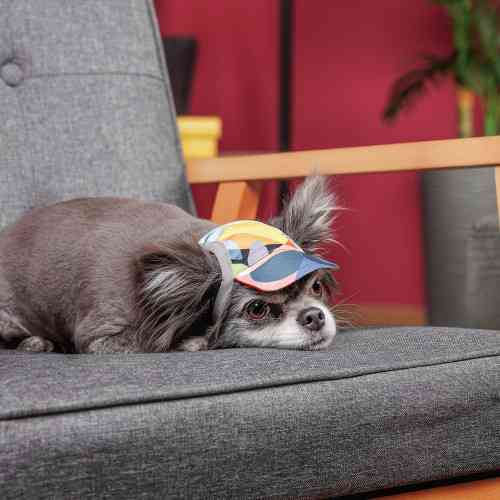 Кепка Tony ТМ Pet Fashion для собак M Київ