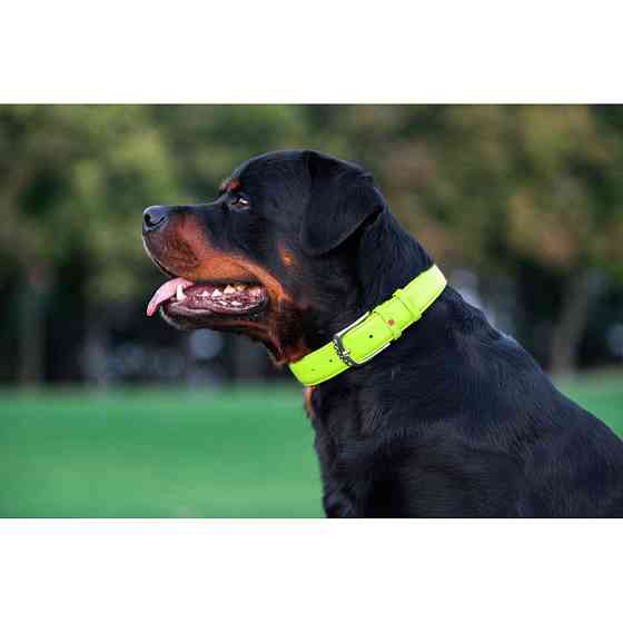 Нашийник для собак шкіряний WAUDOG Glamour з QR паспортом, без прикрас, L, Ш 25 мм, Дов 38-49 с Коломыя