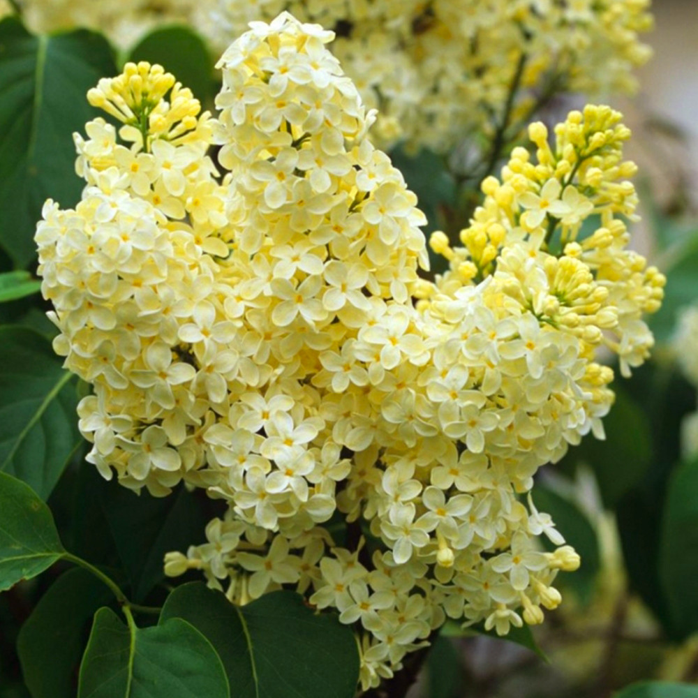 Саженцы сирени Примроуз (привитый) Черновцы - изображение 1