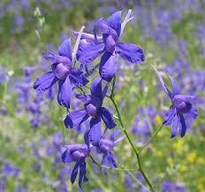 Сокирки польові (Живокост полевой) 100г master sem Киев - изображение 2