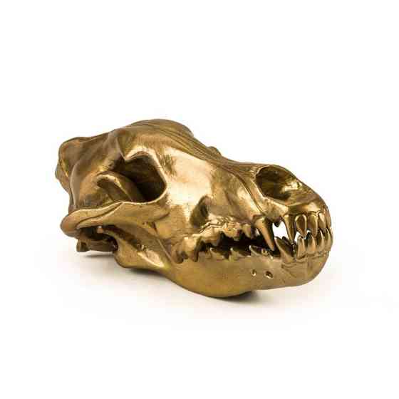 Фигура волчий череп Diesel-wolf skull (14x28х12см) Золотистый Киев