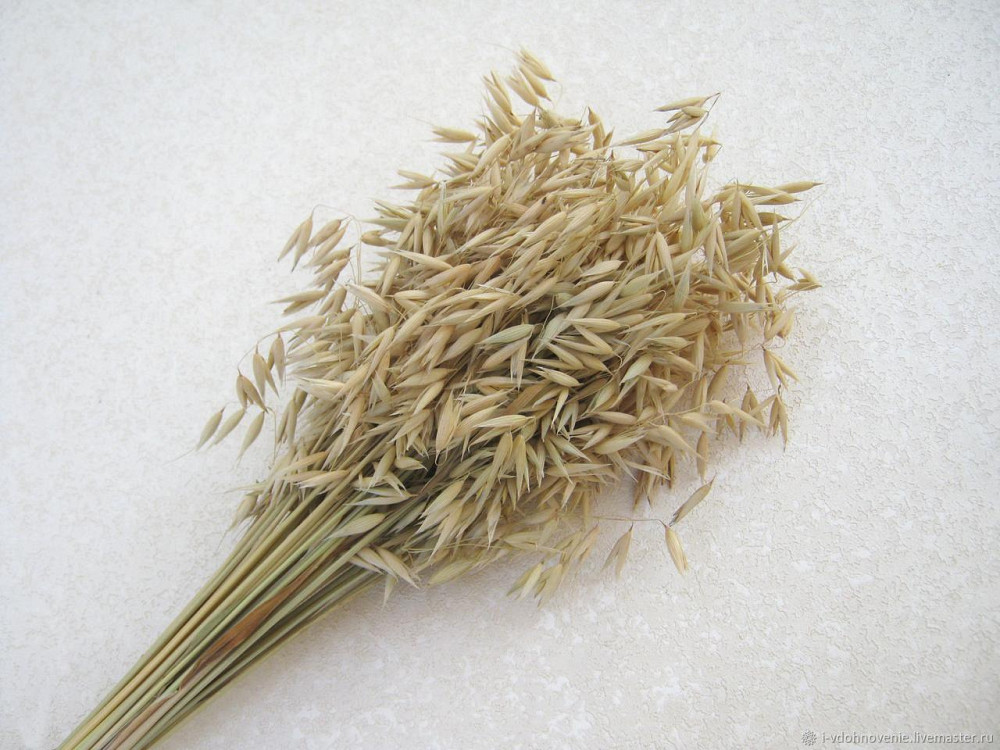 Овес в колосках для канарок, папуг та гризунів - уп.30г тм Zelena Zoo Зміїв - фото 1