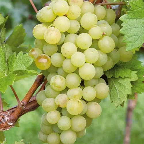 Саженцы винограда Белое Чудо (черенкованный) - 2-летний Черновцы - изображение 1