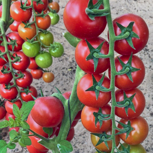 Томат Форте маре F1 0,1 г WestGard Житомир - фото 3