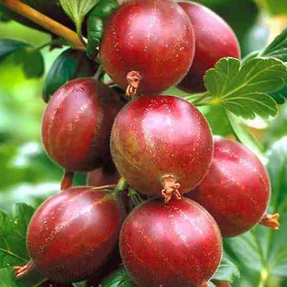 Саджанці агрусу Мюнхгаузен (черенкований) - 2-річний Чернівці