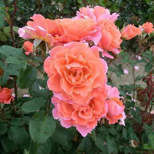 Саженцы роз Алибаба (привитый) - 2-летний Черновцы