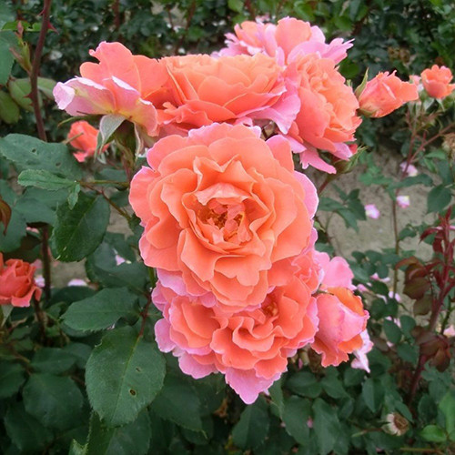 Саженцы роз Алибаба (привитый) - 2-летний Черновцы - изображение 1