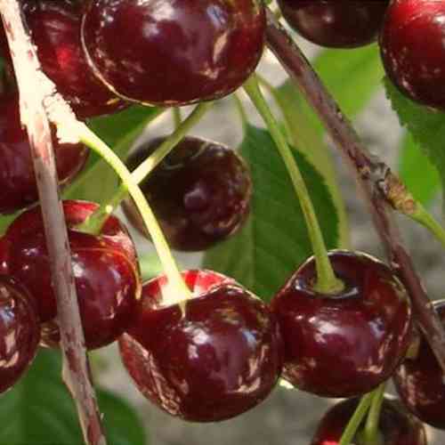 Саженцы вишни Ночка (привитый) - 1-летний Черновцы