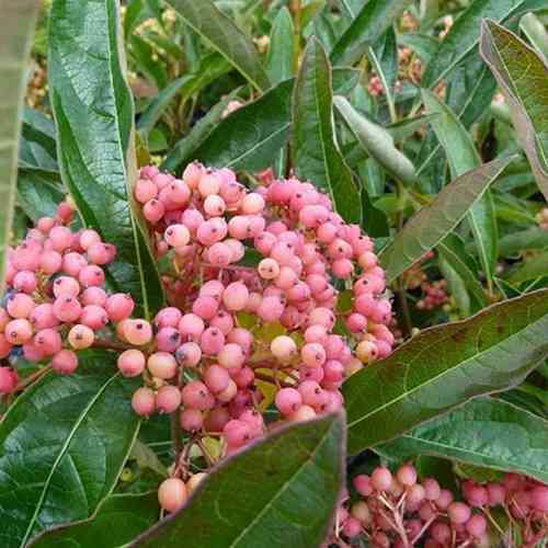 Саджанці калини Пінк Б'юті (черенкований) - 2-річний Чернівці