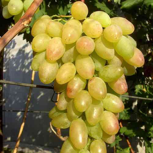 Cаджанці винограду Пам'яті Вердеревського (черенкований) - 1-річний Чернівці