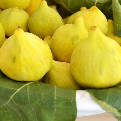 Саженцы инжира Сари Апшеронский - 1-летний Черновцы - изображение 1