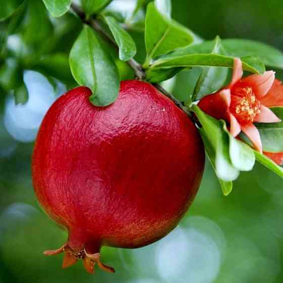 Саженцы граната Галюша (черенкованный) - 3-летний Черновцы