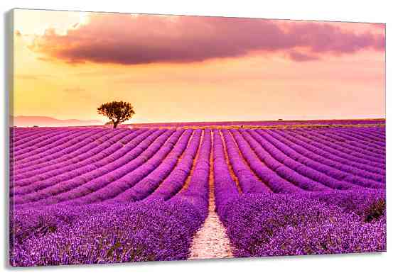 Картина холст в гостиную / спальню  Поле Лаванди   MLP_321 90х180см Киев